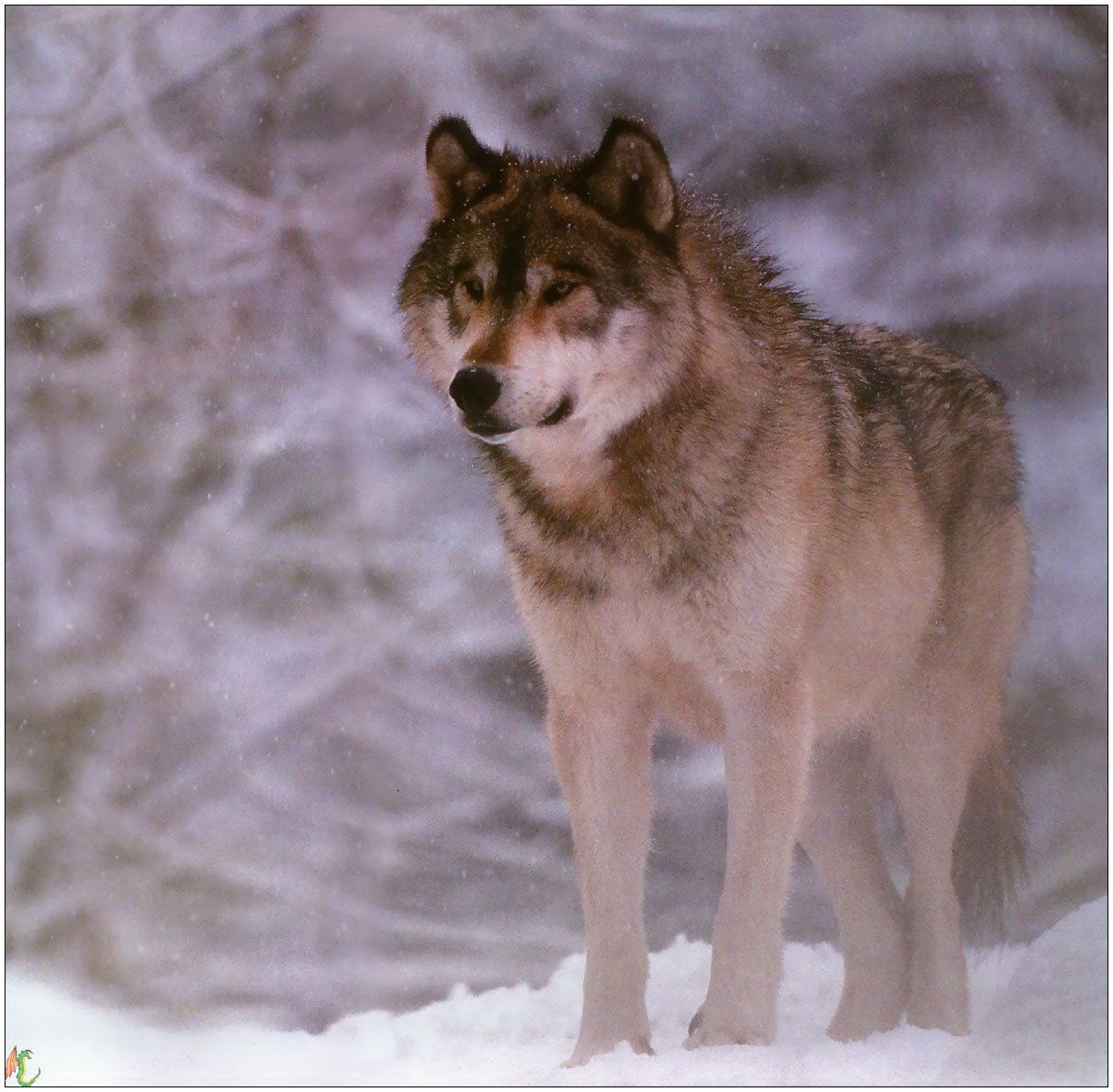 Wallpapers Animals Wolves 