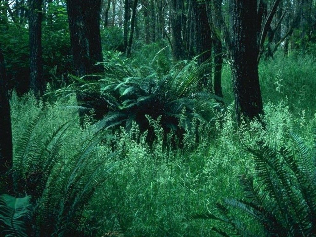 Fonds d'cran Nature Arbres - Forts 