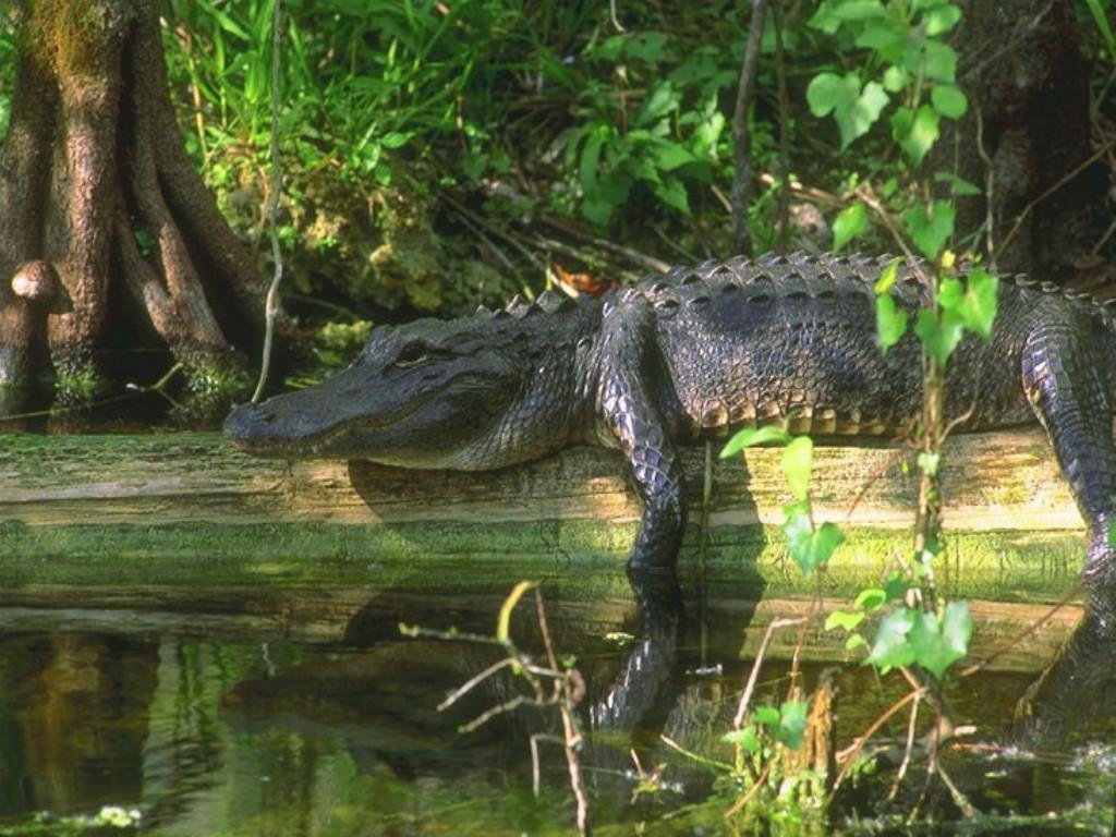 Wallpapers Animals Crocodile - Alligator - Caiman 