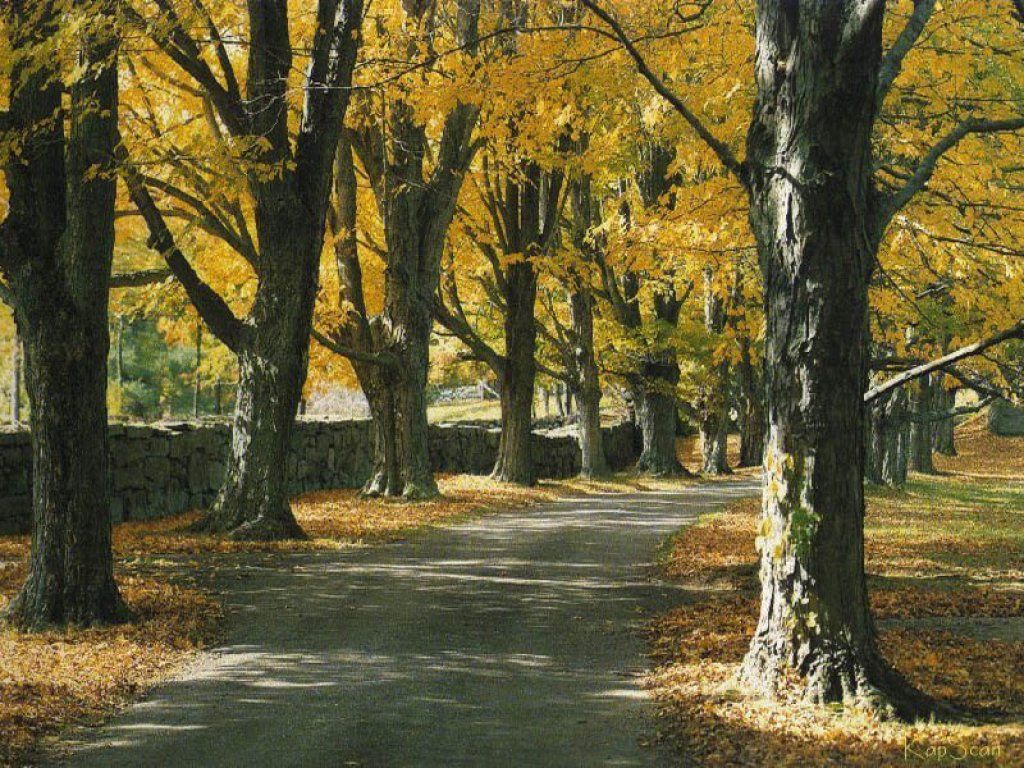 Fonds d'cran Nature Arbres - Forts 