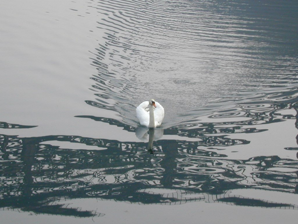 Wallpapers Animals Birds - Swans 