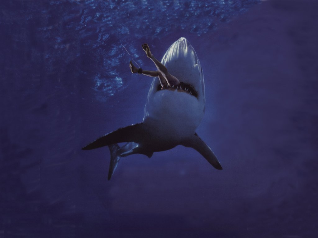 Wallpapers Animals Sealife - Sharks 