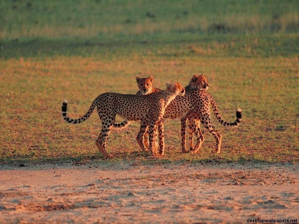 Wallpapers Animals Felines - Cheetahs 