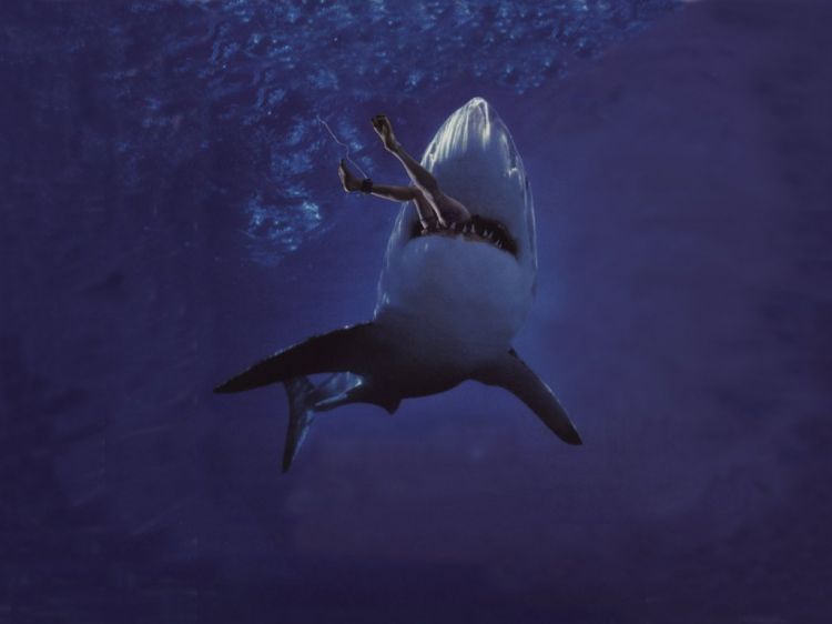 Wallpapers Animals Sealife - Sharks Wallpaper N39168