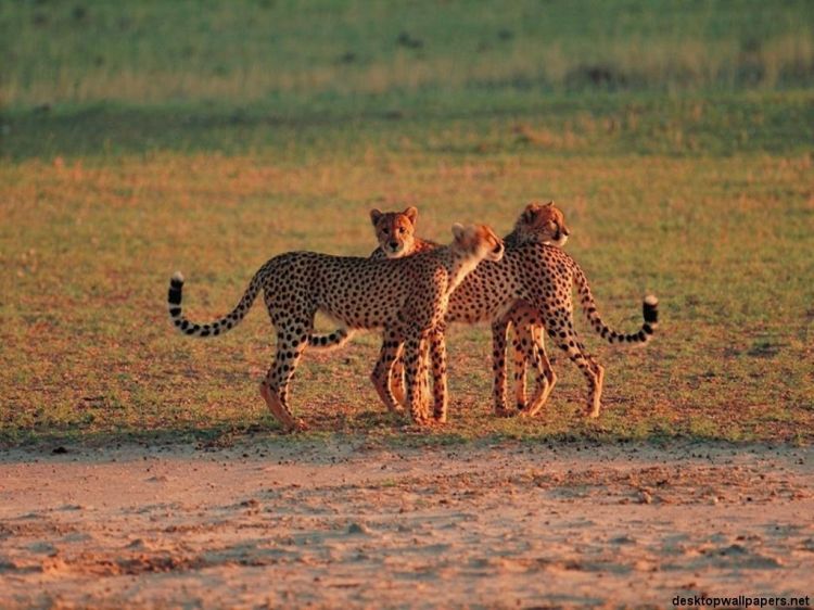 Wallpapers Animals Felines - Cheetahs Wallpaper N38799