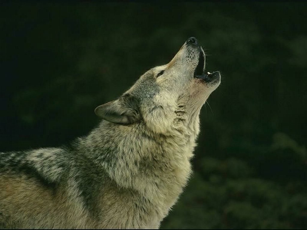 Wallpapers Animals Wolves 