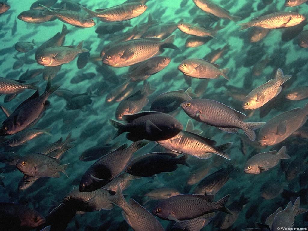 Fonds d'cran Animaux Vie marine - Poissons 