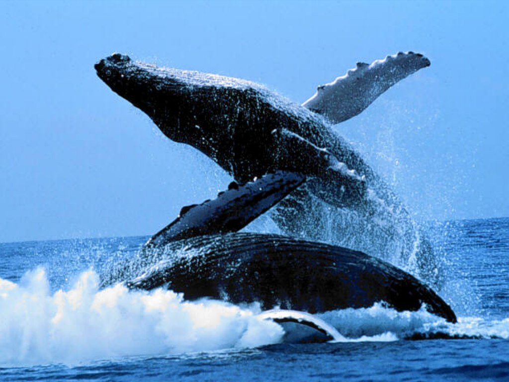 Wallpapers Animals Sealife - Whales 