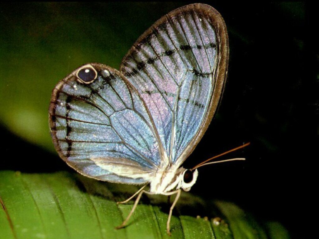 Wallpapers Animals Insects - Butterflies 