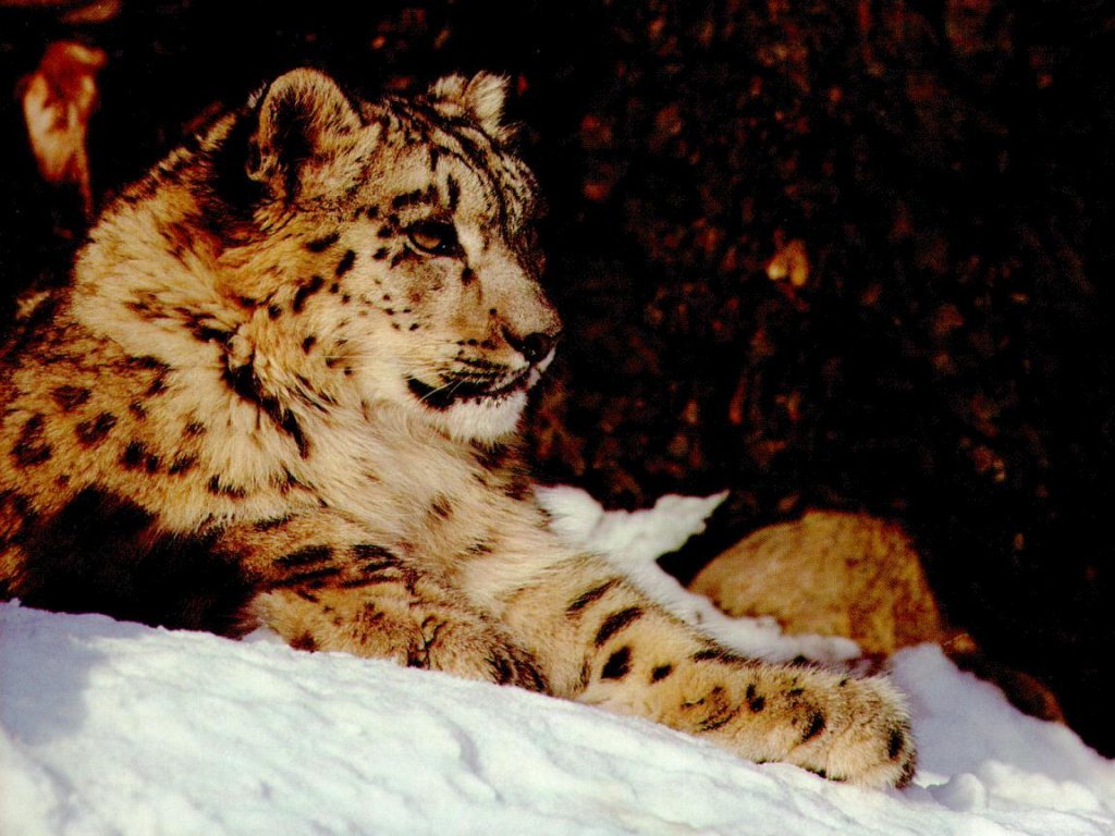 Wallpapers Animals Felines - Snow panthers 