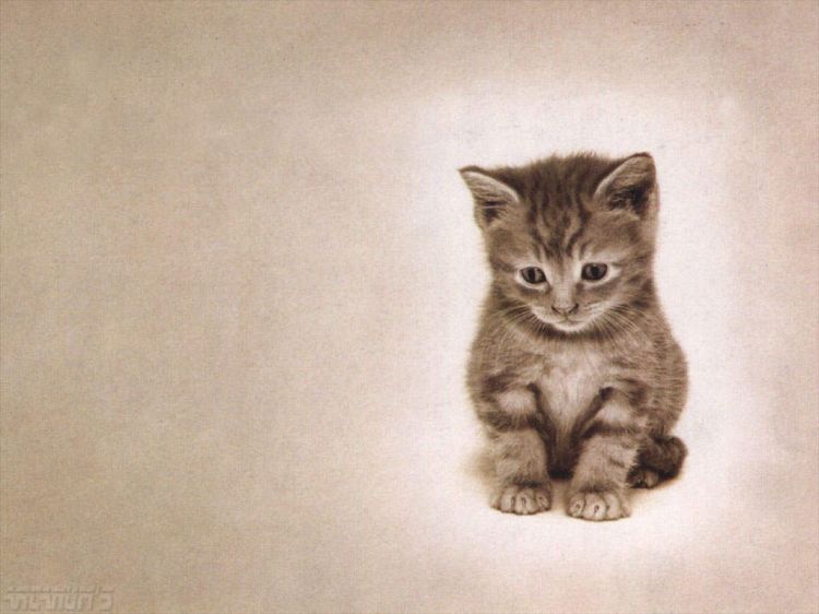 Fonds d'cran Animaux Chats - Chatons Wallpaper N38644