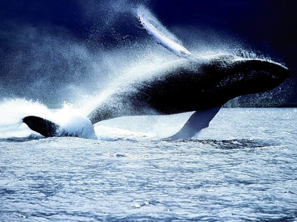 Wallpapers Animals Sealife - Whales 