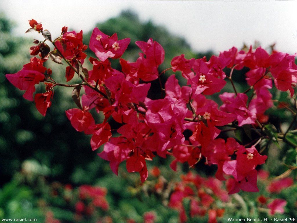 Fonds d'cran Nature Fleurs 