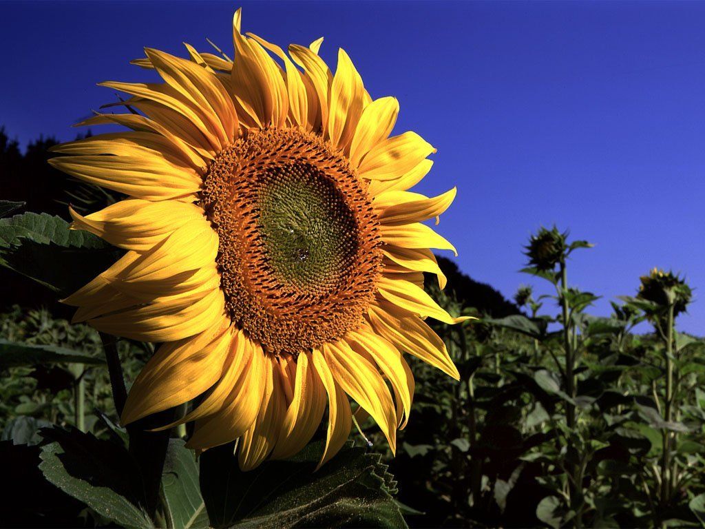 Fonds d'cran Nature Fleurs 