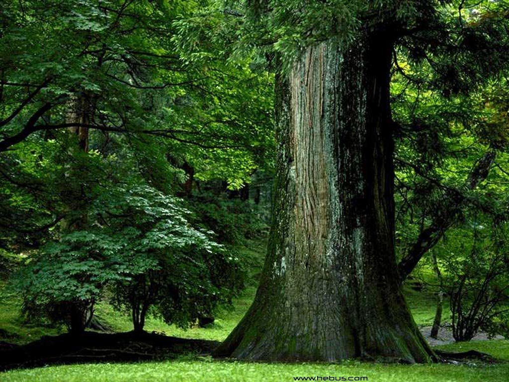 Fonds d'cran Nature Arbres - Forts 