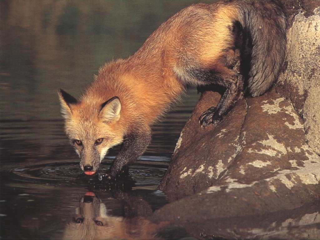 Wallpapers Animals Foxes 