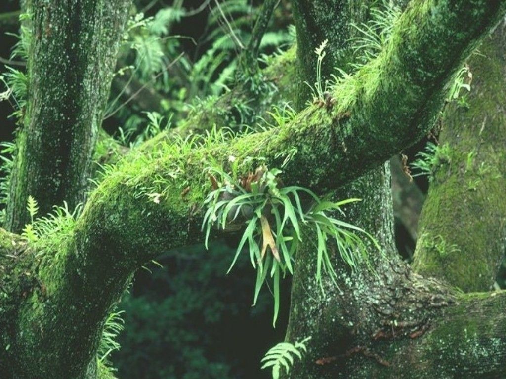 Fonds d'cran Nature Arbres - Forts 