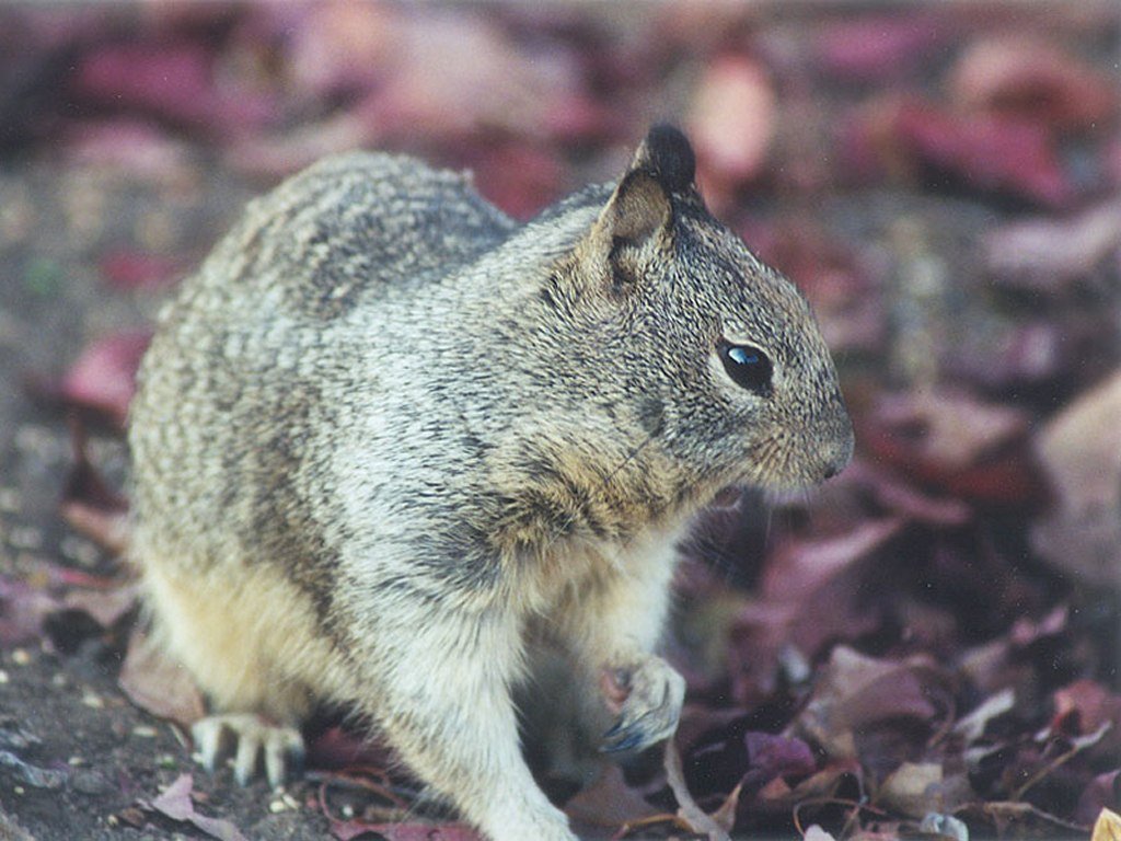 Fonds d'cran Animaux Rongeurs - Divers 