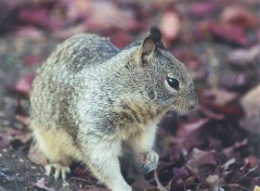 Fonds d'cran Animaux Image sans titre N39185