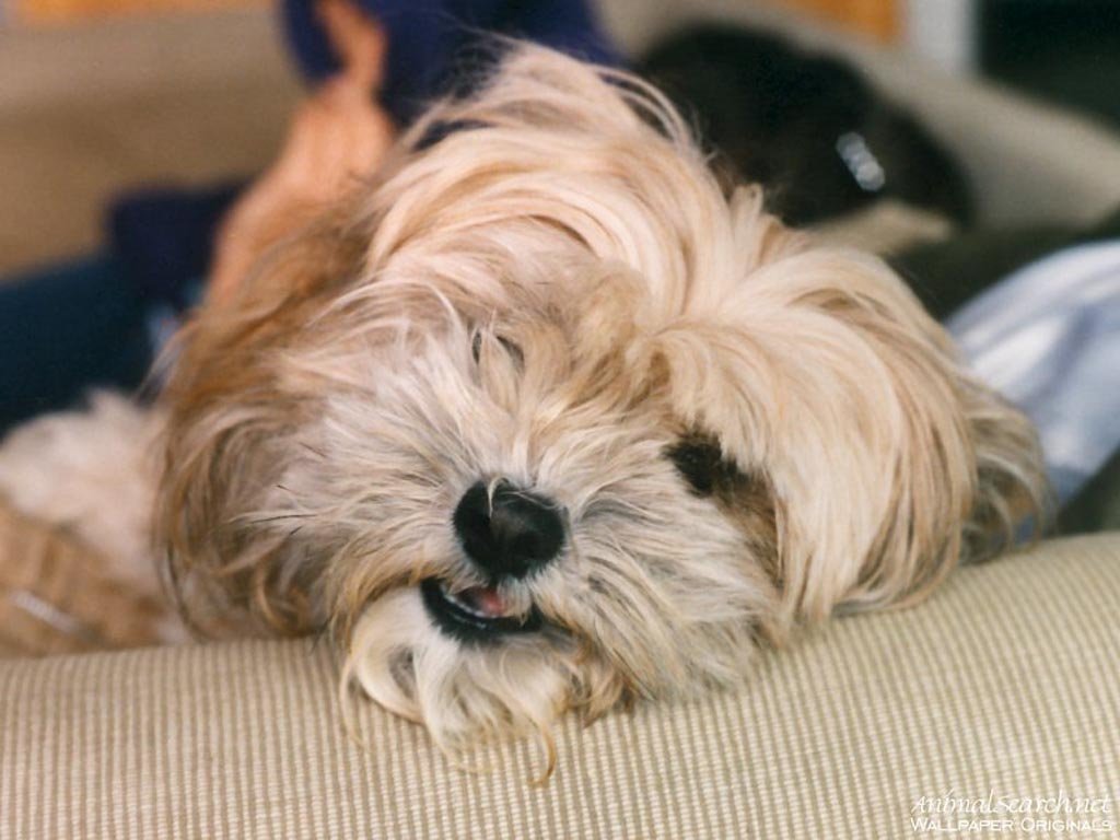 Fonds d'cran Animaux Chiens 