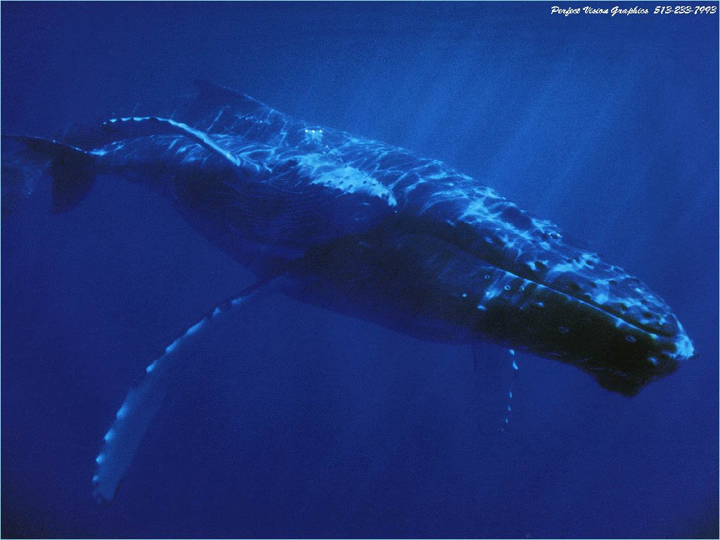 Wallpapers Animals Sealife - Whales 