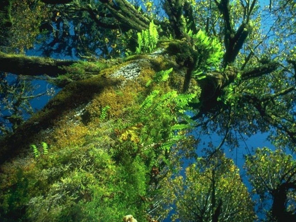 Fonds d'cran Nature Arbres - Forts 