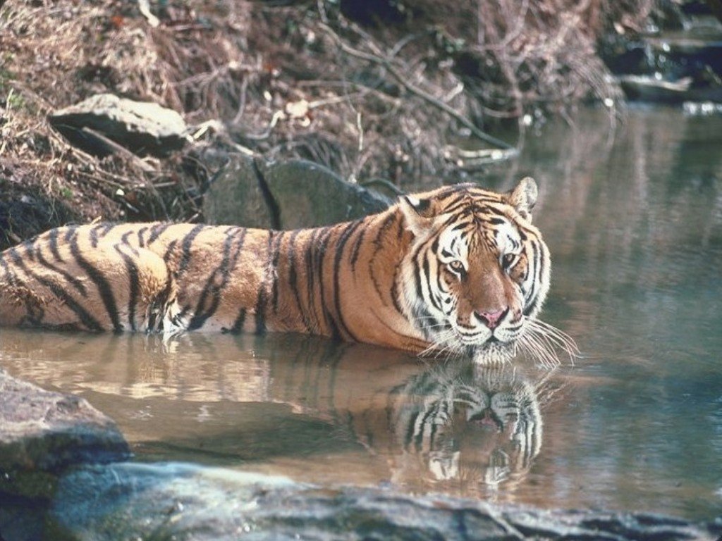 Fonds d'cran Animaux Flins - Tigres 