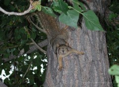 Fonds d'cran Animaux Image sans titre N39318