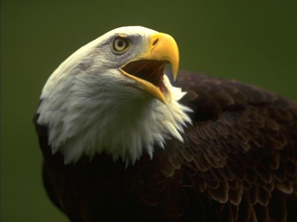 Wallpapers Animals Birds - Eagles 