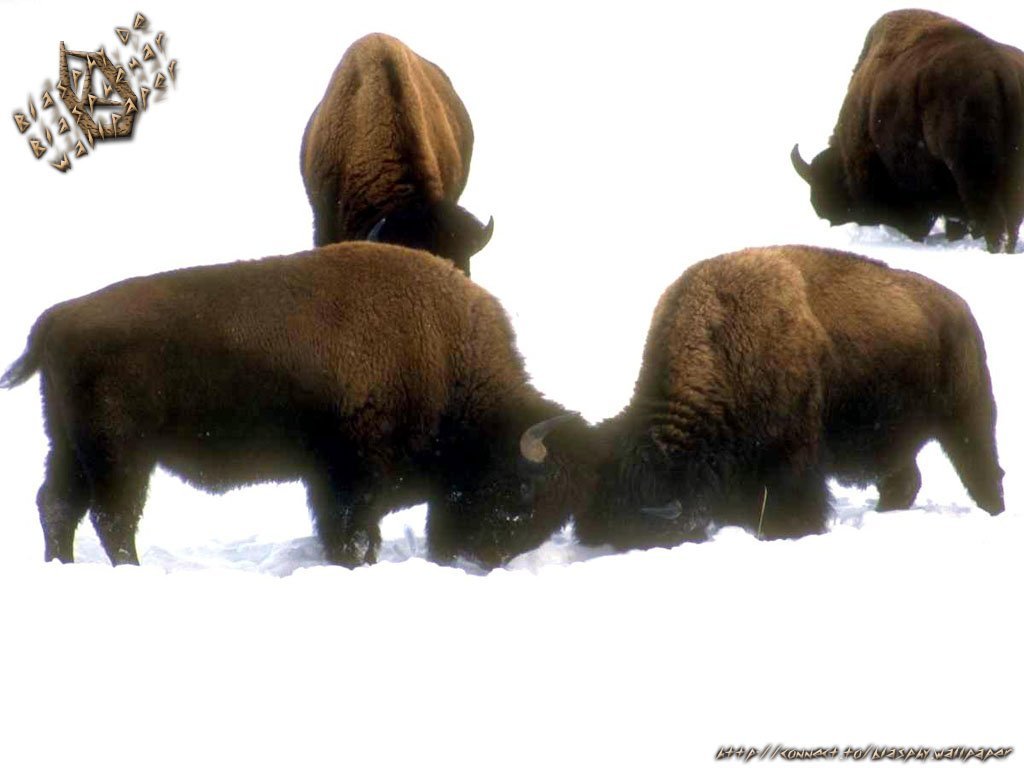 Wallpapers Animals Buffalo 