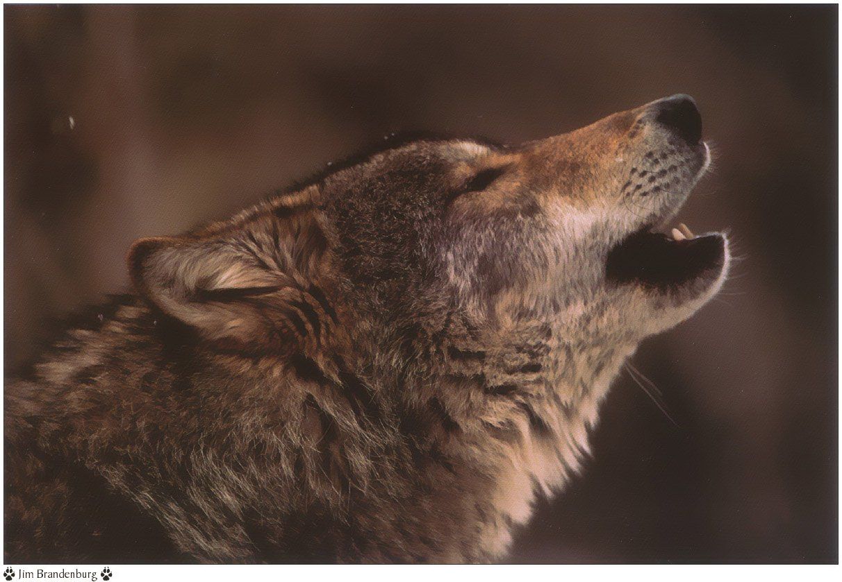 Fonds d'cran Animaux Loups 