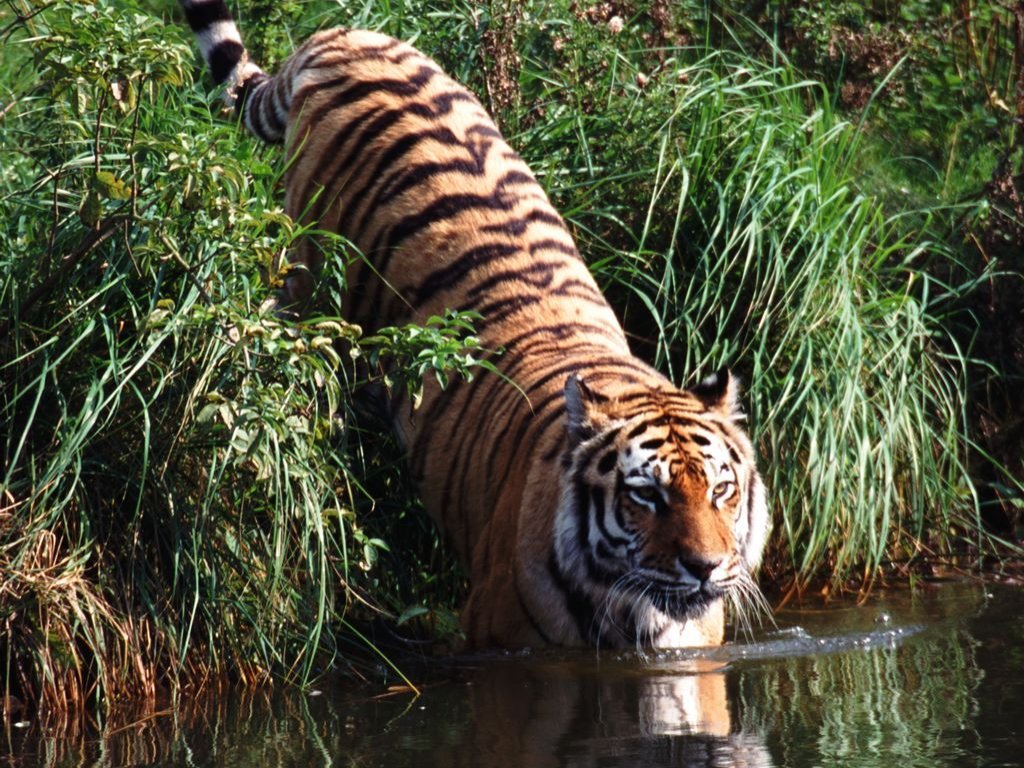 Fonds d'cran Animaux Flins - Tigres 