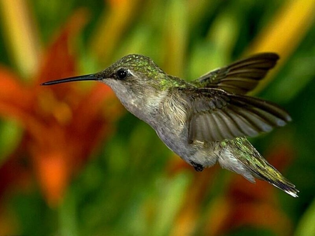 Wallpapers Animals Birds - Hummingbirds 