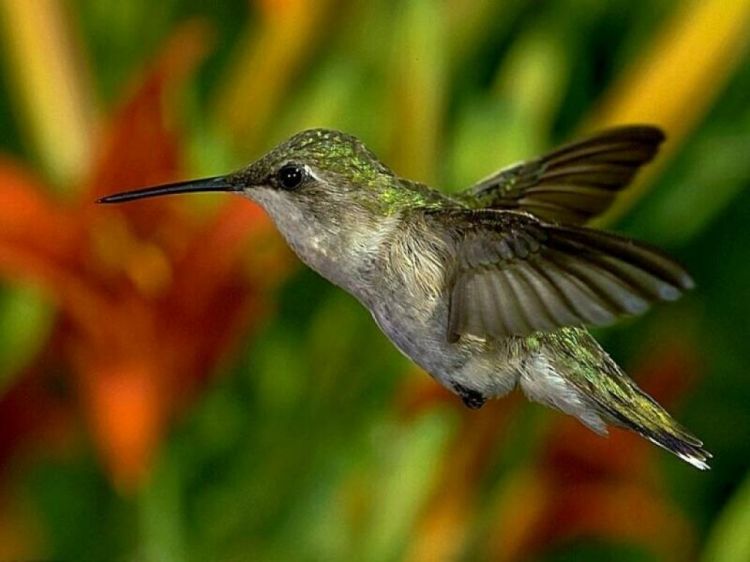 Wallpapers Animals Birds - Hummingbirds Wallpaper N39053