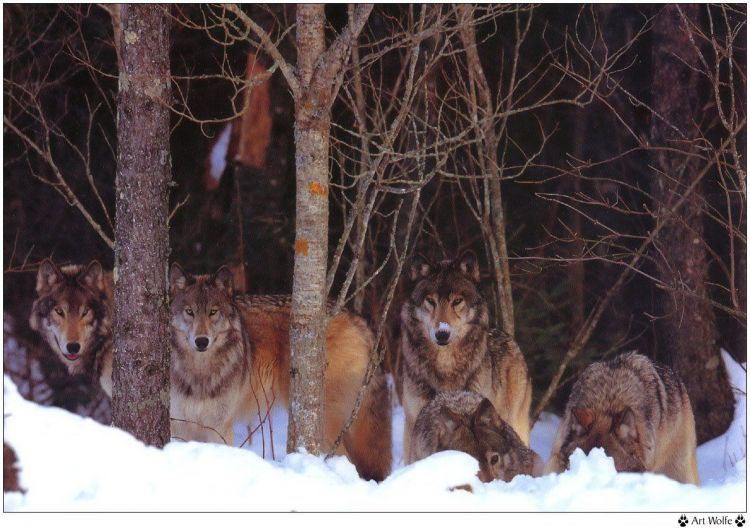 Fonds d'cran Animaux Loups Wallpaper N38942