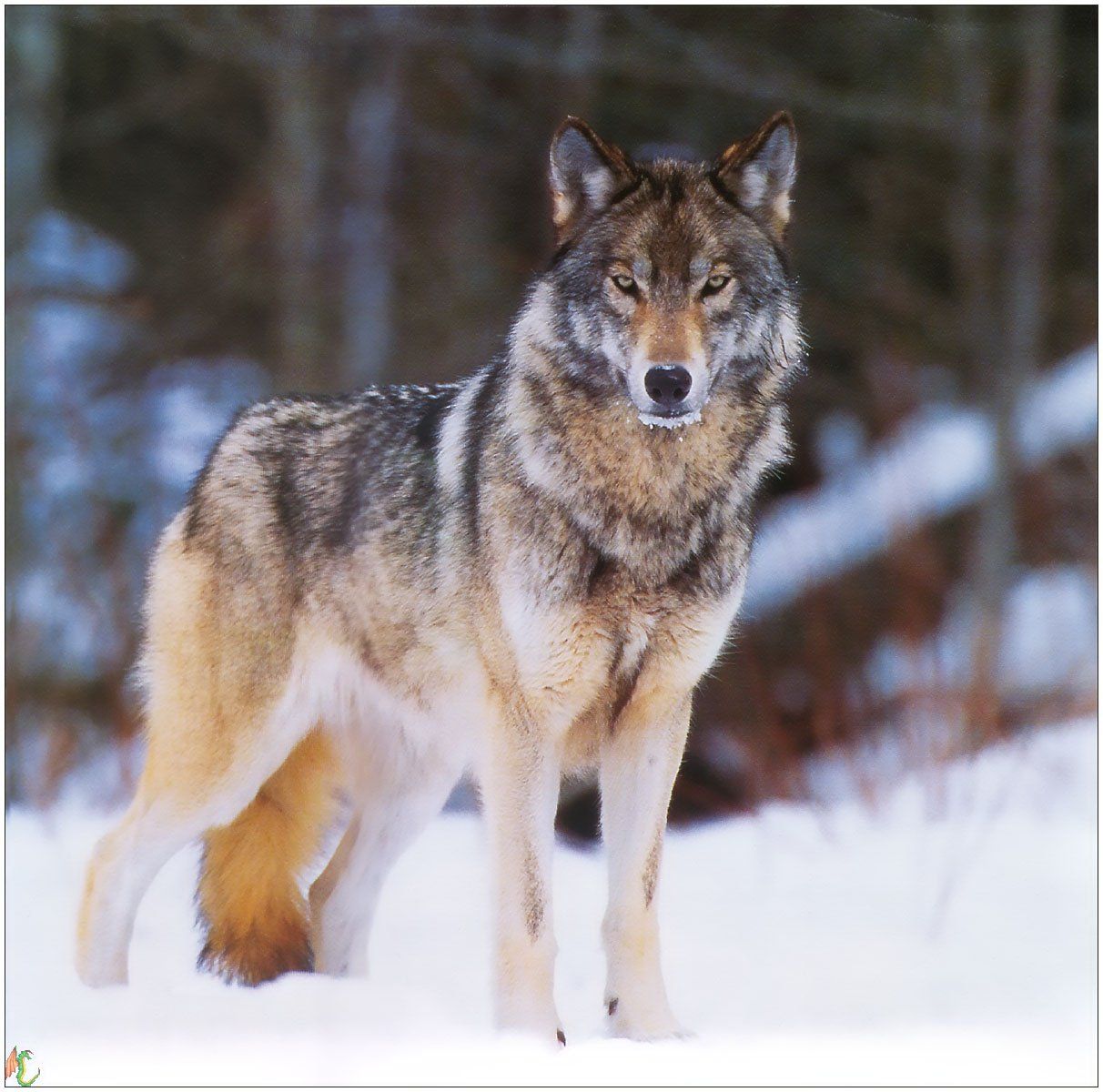 Fonds d'cran Animaux Loups 