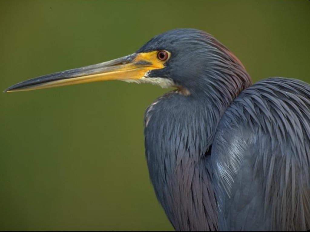 Fonds d'cran Animaux Oiseaux - Divers 