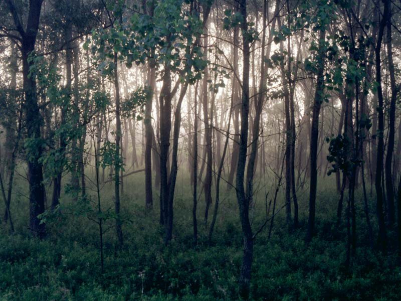 Fonds d'cran Nature Arbres - Forts 