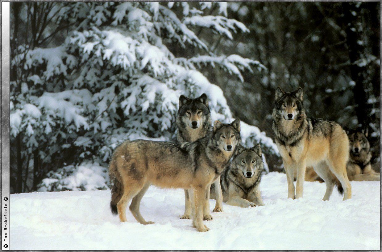 Fonds d'cran Animaux Loups 