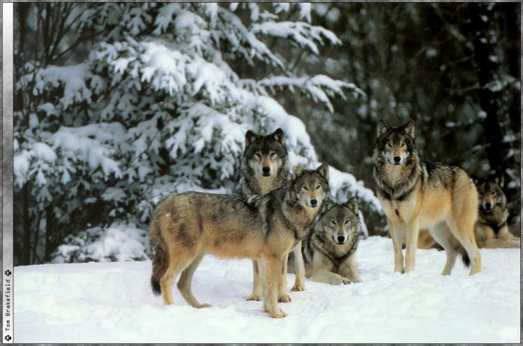 Fonds d'cran Animaux Loups Wallpaper N38930