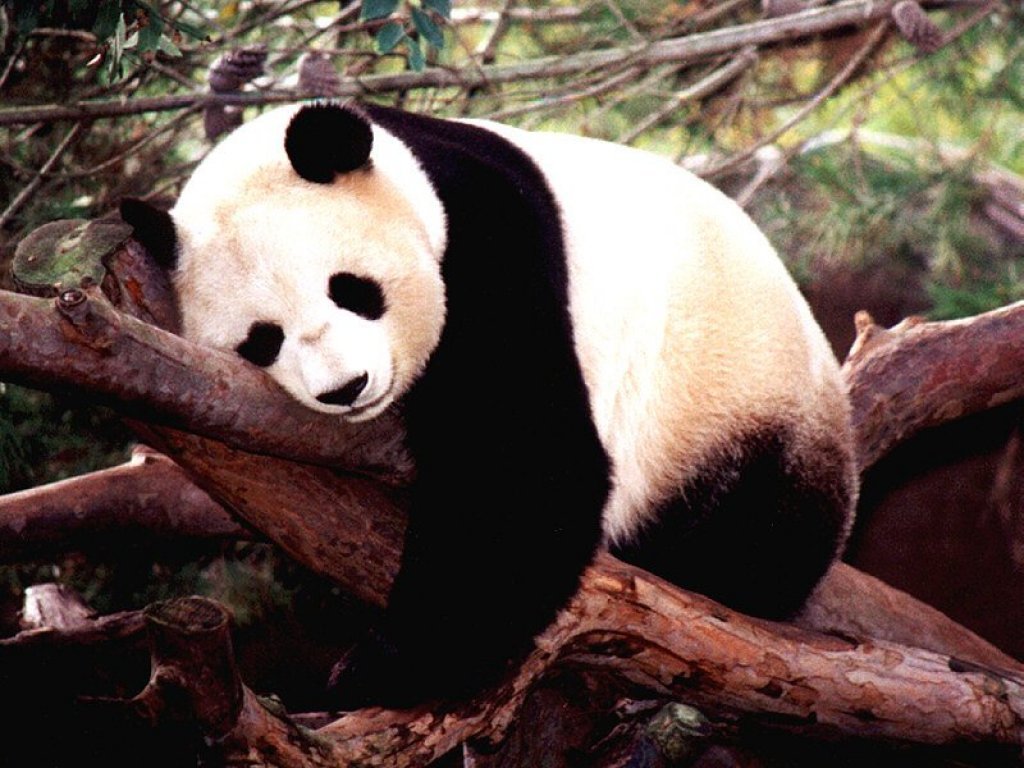 Wallpapers Animals Pandas 