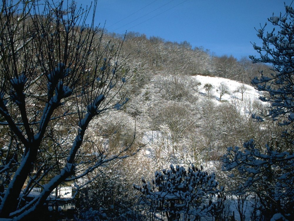 Fonds d'cran Nature Arbres - Forts 