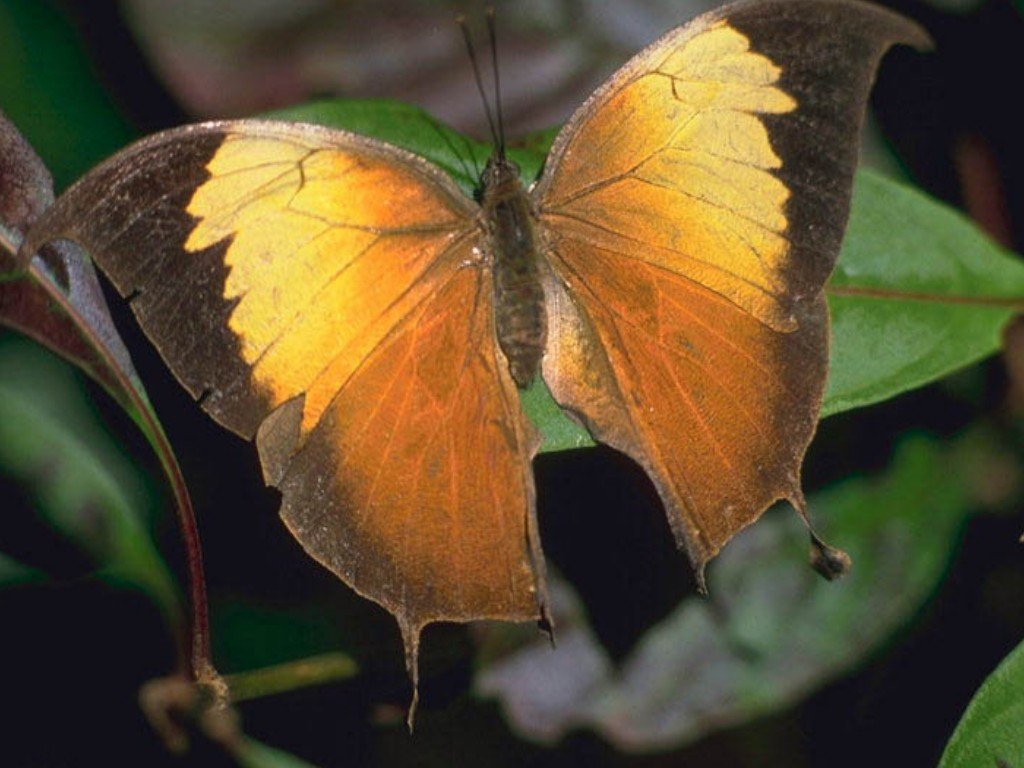 Fonds d'cran Animaux Insectes - Papillons 