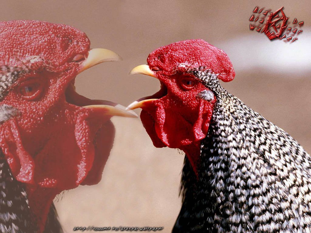 Wallpapers Animals Birds - Cocks and Hens 