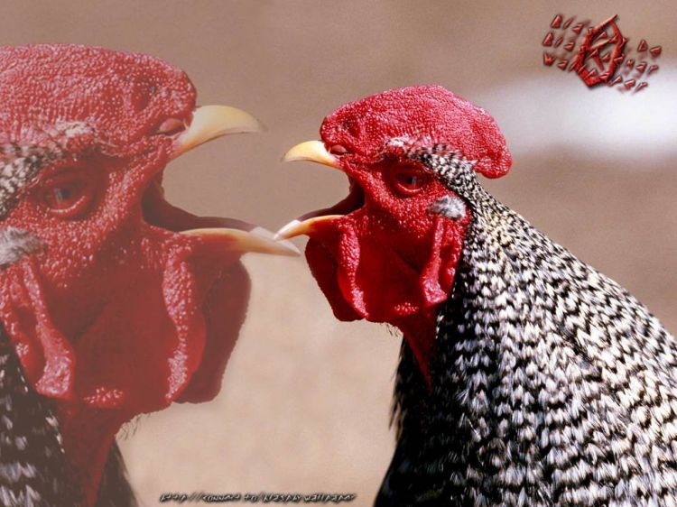 Wallpapers Animals Birds - Cocks and Hens Wallpaper N39059