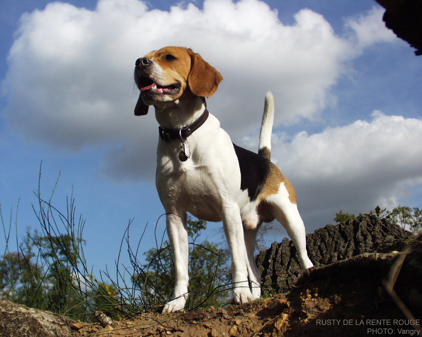 Fonds d'cran Animaux Chiens 