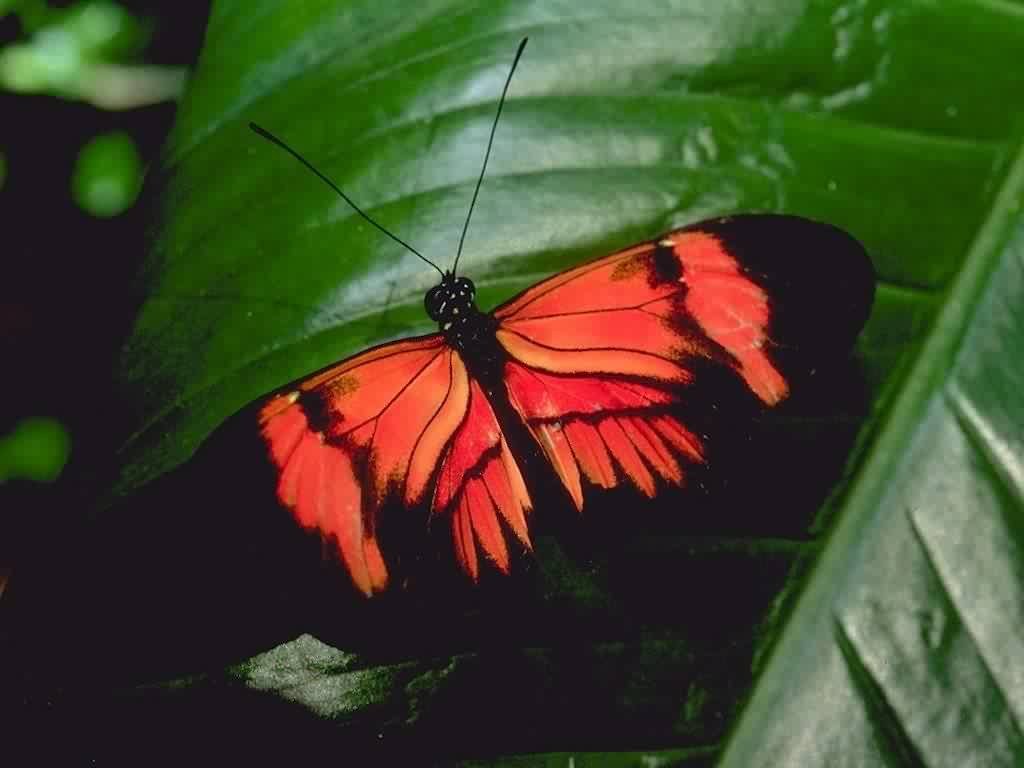 Fonds d'cran Animaux Insectes - Papillons 