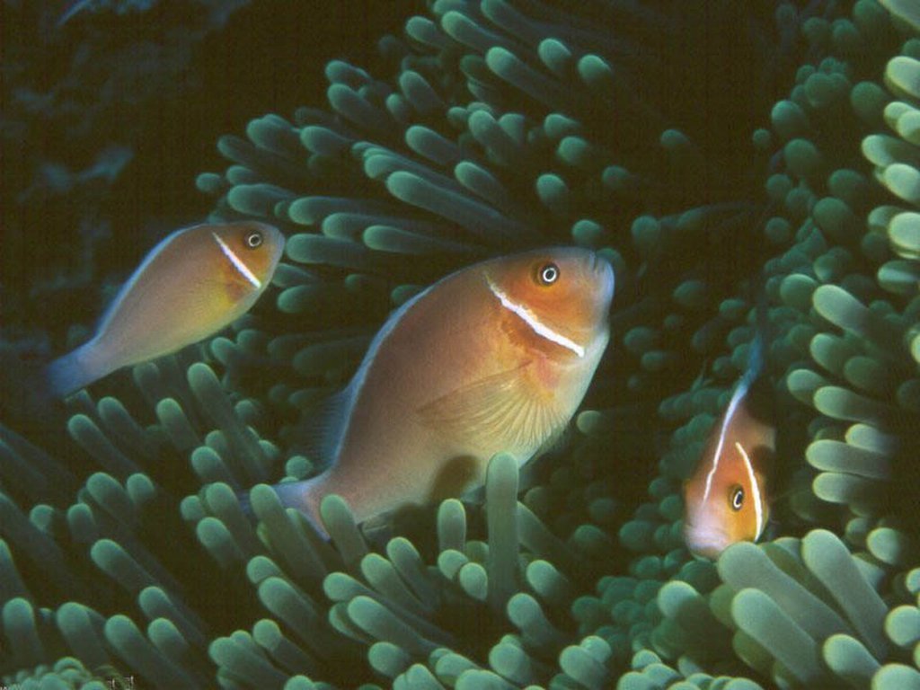 Fonds d'cran Animaux Vie marine - Poissons 