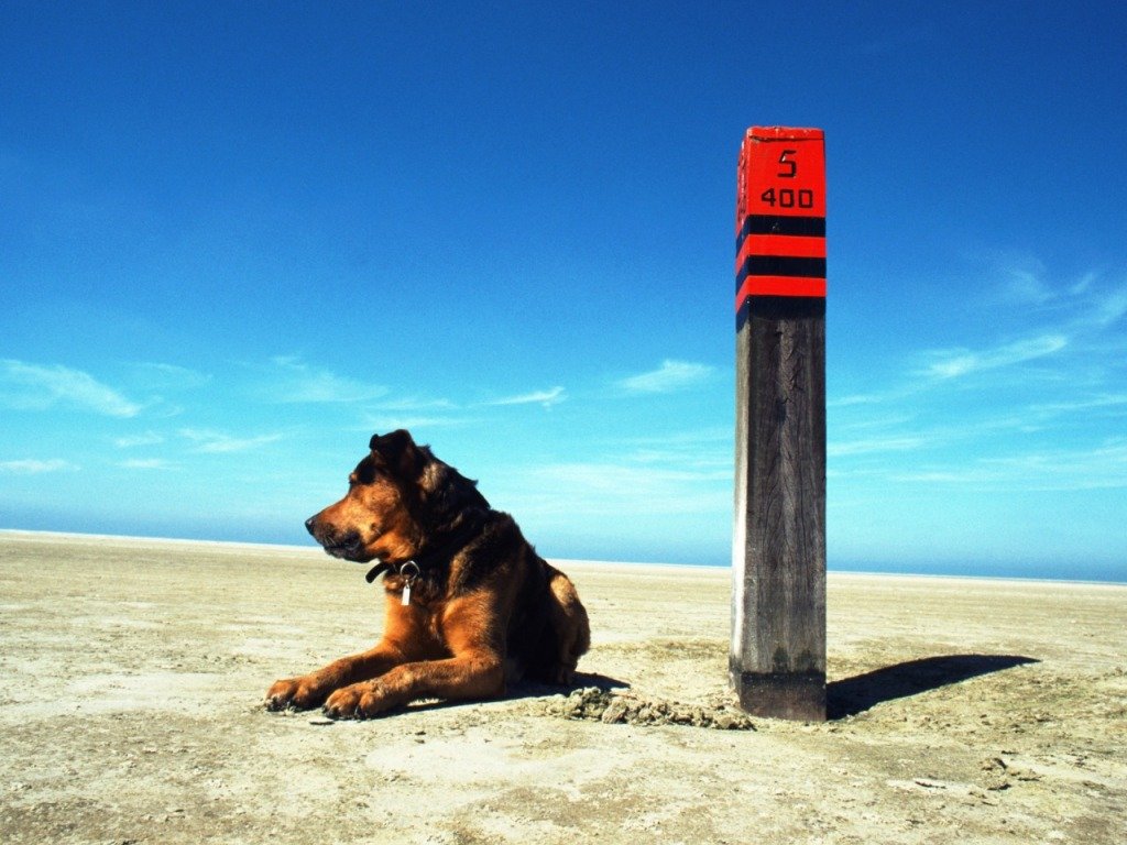 Fonds d'cran Animaux Chiens 