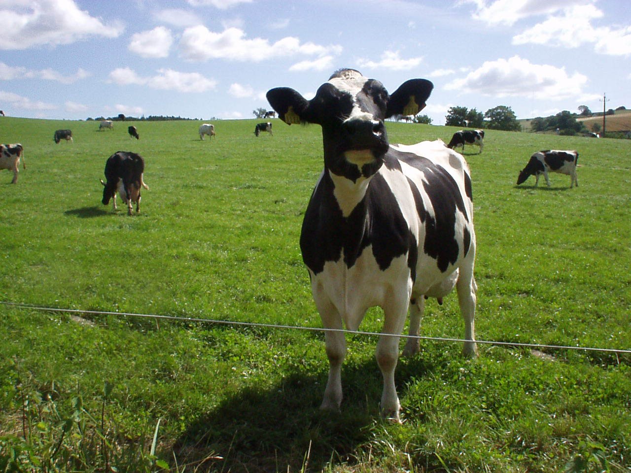 Fonds d'cran Animaux Vaches - Taureaux - Boeufs 